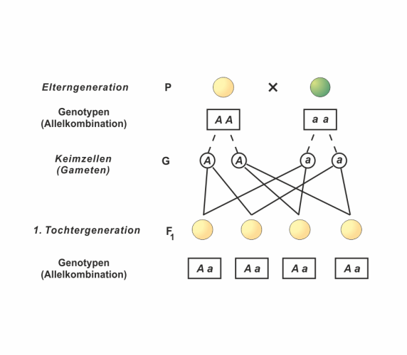 Gregor Mendel (1) - Die Uniformitätsregel